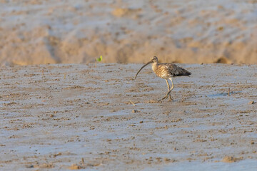 Eurasian curlew (Numenius arquata) at Sundarban NP, West Bengal, India.