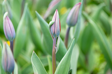 A macro of a tulip bud. The bud has some purple and yellow color and there's a pink one in the background.  The stems are a little blurred or out of focus. The spring flower hasn't started to open.