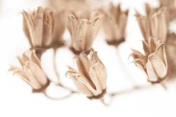 Dried brown beige little flowers with vintage effect on white background
