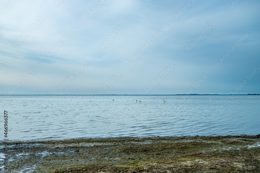 Wall mural landscape of the camargue national park in the south of france with flamingos and cloudy blue sky an