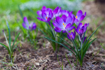 crocus - one of the first spring flowers