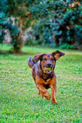 Alpenländische Dachsbracke or Alpine Dachshund 
