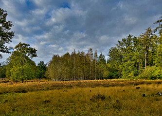 trees in the forest