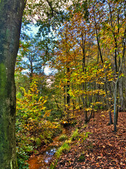autumn in the forest