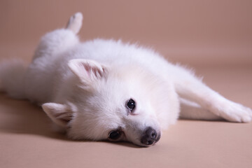 Beautiful dog Japanese spitz white fluffy dog cute puppy dog portrait