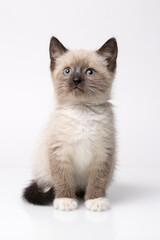 Fototapeta na wymiar Portrait of small snowshoe Siamese cat on a white background