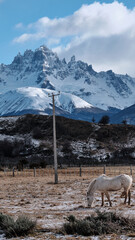 A horse with no name