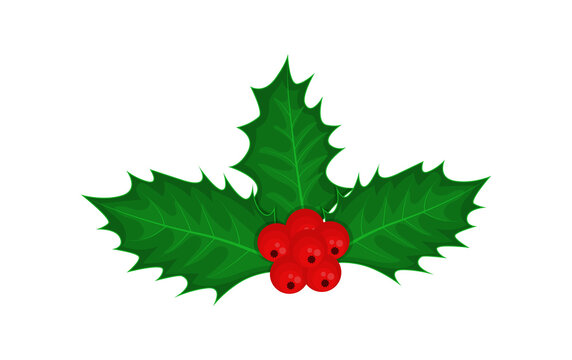 Holly berries and leaves. Bright vector illustration isolated on white background.