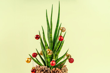 Christmas background with the house plant sansevieria is decorated like a Christmas tree with the...