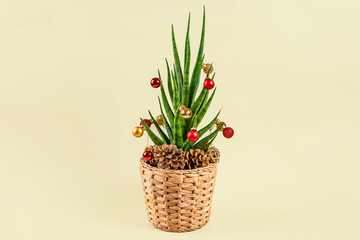 Christmas background with the house plant sansevieria is decorated like a Christmas tree with the help of festive toys and balls.