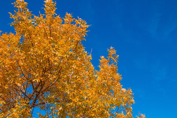 Bright yellow and orange leaves against blue sky, fall theme, looking up view