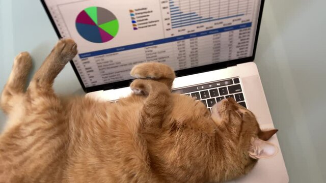 cat sprawled out on laptop keyboard distracting from work on computer