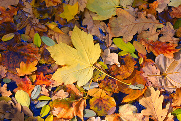Naklejka na ściany i meble Autumn leafage on water surface