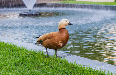 Duck near the water in the park