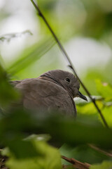 Turtledove

