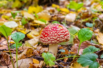 Poisonous mushroom fly agaric with a red cap with white spots