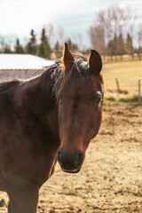 portrait of a  dark brown horse