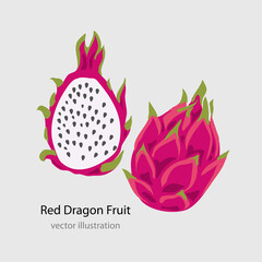 Dragon fruit, pitahaya vector illustration.
