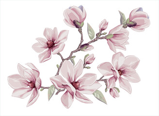 
Vector vintage floral for gift wrap, fabric, cover and interior design with flowers.  Magnolia flowers and leaves. 
