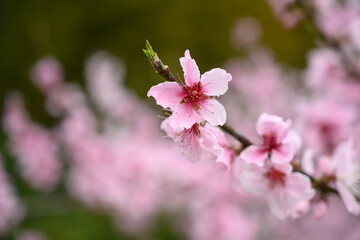 Fototapeta premium 桃の花