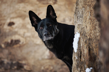 Winte mit Schäferhund