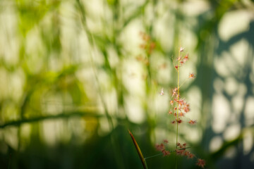 Nature view of flower grass