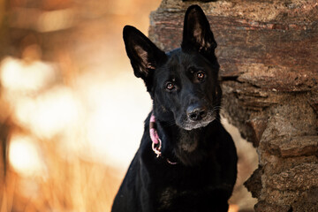 Winte mit Schäferhund
