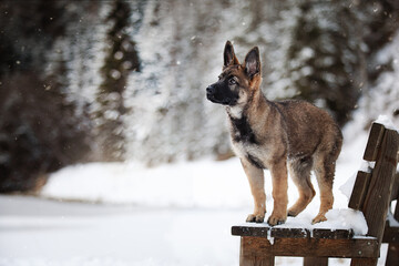Schäferhund-Welpe genießt seinen ersten Winter und Schnee.