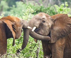 Naklejka na ściany i meble Young elephant bulls play pushing in Tsavo East National Park, Kenya. (Loxodonta africana) 