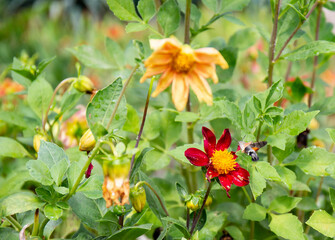 a small hummingbird collects pollen from a beautiful flower in an old park in summer