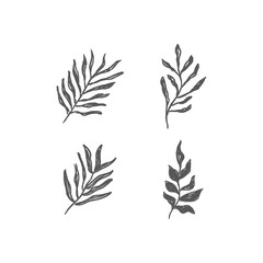 Floral graphic elements vector set. Flowers and plants hand drawn illustrations. Nature ornaments.