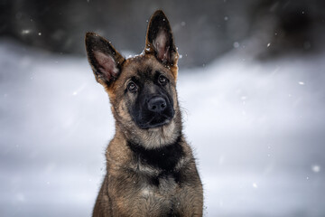 Schäferhund-Welpe genießt seinen ersten Winter und Schnee.