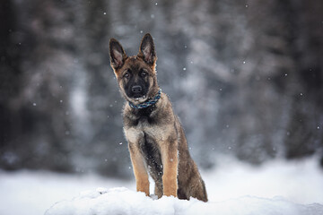 Schäferhund-Welpe genießt seinen ersten Winter und Schnee.