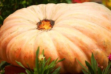 Pumpkin, harvest of autumn vegetables, healthy vegetables - 466970547