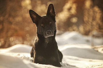 Winte mit Schäferhund