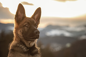 Schäferhund-Welpe genießt seinen ersten Winter und Schnee.
