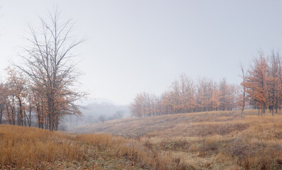 Beautiful empty autumn forest with morning fog. Blue sky over the dry trees and grass