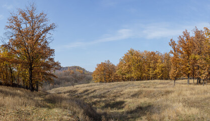 Beautiful empty autumn forest with day sunlight. Blue sky over the dry trees and grass