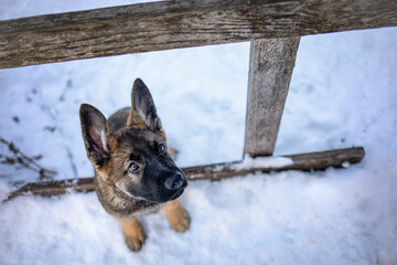 Schäferhund-Welpe genießt seinen ersten Winter und Schnee.