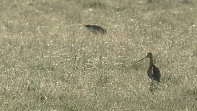 blackmailed godwit in the duemmer basin, germany