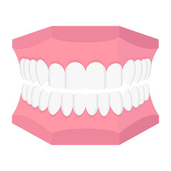 Vector cartoon dental model of human jaw.