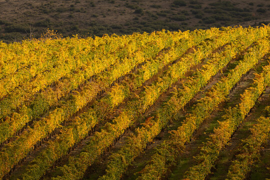 Rows of vineyards, in autumnal colors, in the countryside of Tarazona, near the small town of Vera, Aragon, Spain