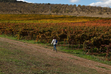 Woman walking among the rows of vineyards, in autumnal colors, in the countryside of Tarazona, near the small town of Vera, Aragon, Spain
