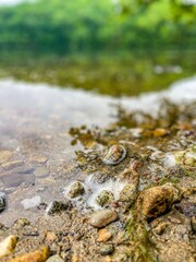 crocodile in the water
