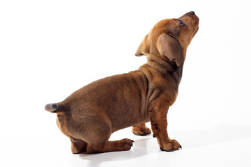 dachshund, basset, cão, cachorro, dog, linguisinha, filhote, ração, sausage, puppy, feed, marrom, fofinho, filhotinho,