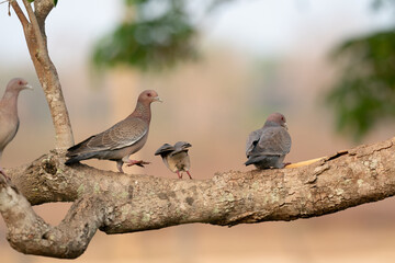 The picazuro pigeon (Patagioenas picazuro)