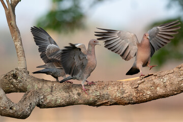 The picazuro pigeon (Patagioenas picazuro)