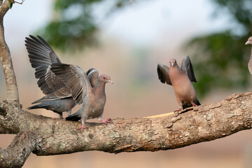 The picazuro pigeon (Patagioenas picazuro)