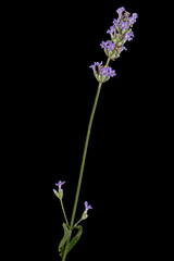 Violet flowers of lavender, isolated on black background