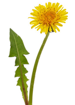 Yellow flower of dandelion, isolated on white background